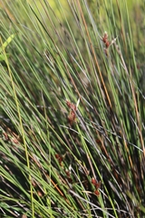 Hypodiscus alboaristatus