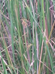 Scirpus pendulus