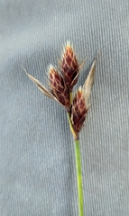 Hypodiscus alboaristatus