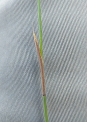 Hypodiscus alboaristatus