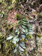Gastrochilus ciliaris