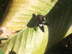 Notocrypta paralysos varians