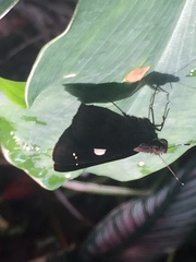 Notocrypta paralysos varians