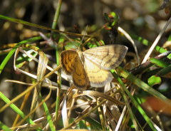 Asaphodes abrogata