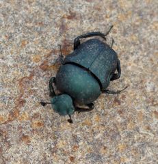 Gymnopleurus humanus