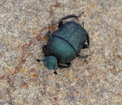 Gymnopleurus humanus