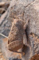 Trachypetrella anderssonii