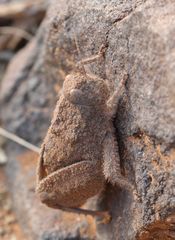 Trachypetrella anderssonii