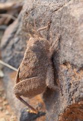 Trachypetrella anderssonii