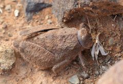 Trachypetrella anderssonii