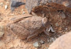 Trachypetrella anderssonii