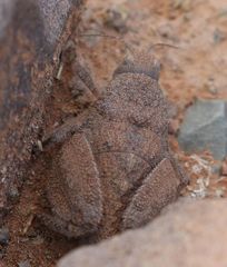 Trachypetrella anderssonii