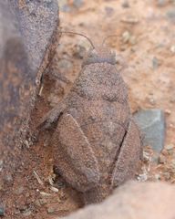 Trachypetrella anderssonii