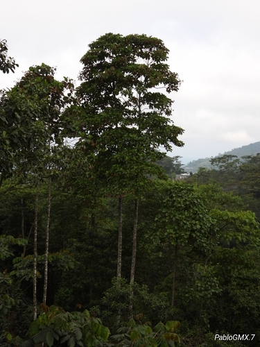 Cinchona pubescens - Whole tree