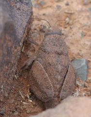 Trachypetrella anderssonii