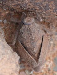 Trachypetrella anderssonii