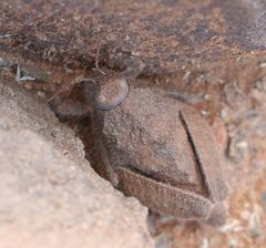 Trachypetrella anderssonii