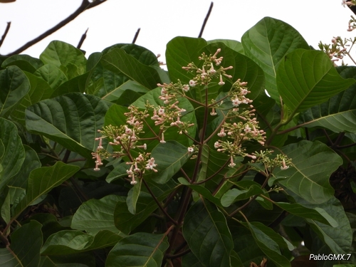 Cinchona pubescens - Whole tree