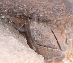 Trachypetrella anderssonii