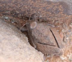 Trachypetrella anderssonii