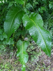 Rumex obtusifolius