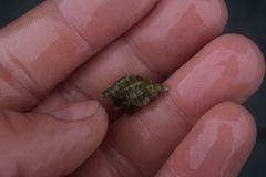 Scabrotrophon stuarti