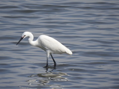 Egretta garzetta