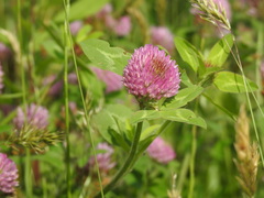 Trifolium pratense