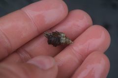 Scabrotrophon stuarti