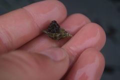 Scabrotrophon stuarti