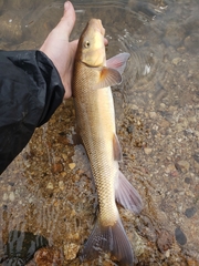 Catostomus macrocheilus