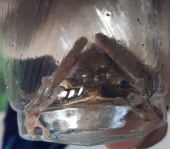 Polypedates leucomystax