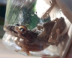 Polypedates leucomystax