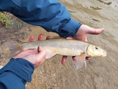 Catostomus macrocheilus