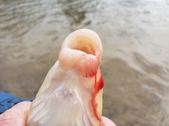 Catostomus macrocheilus