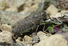 Maoricicada mangu mangu