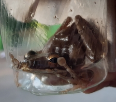 Polypedates leucomystax