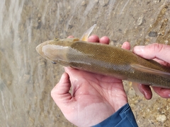 Catostomus macrocheilus