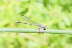 Argia tonto