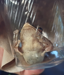 Polypedates leucomystax