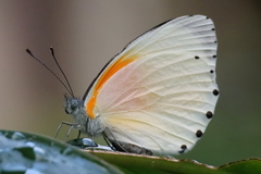 Mylothris rueppellii