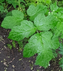 Heracleum sphondylium