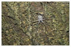 Hersilia albomaculata