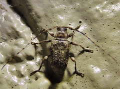 Sternidius mimeticus