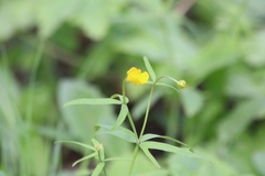 Ranunculus monophyllus
