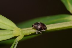 Trigonopterus