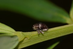 Trigonopterus