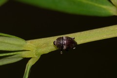 Trigonopterus