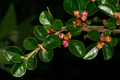 Cotoneaster hjelmqvistii