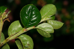 Cotoneaster hjelmqvistii